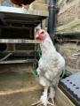 Lucy the Rooster